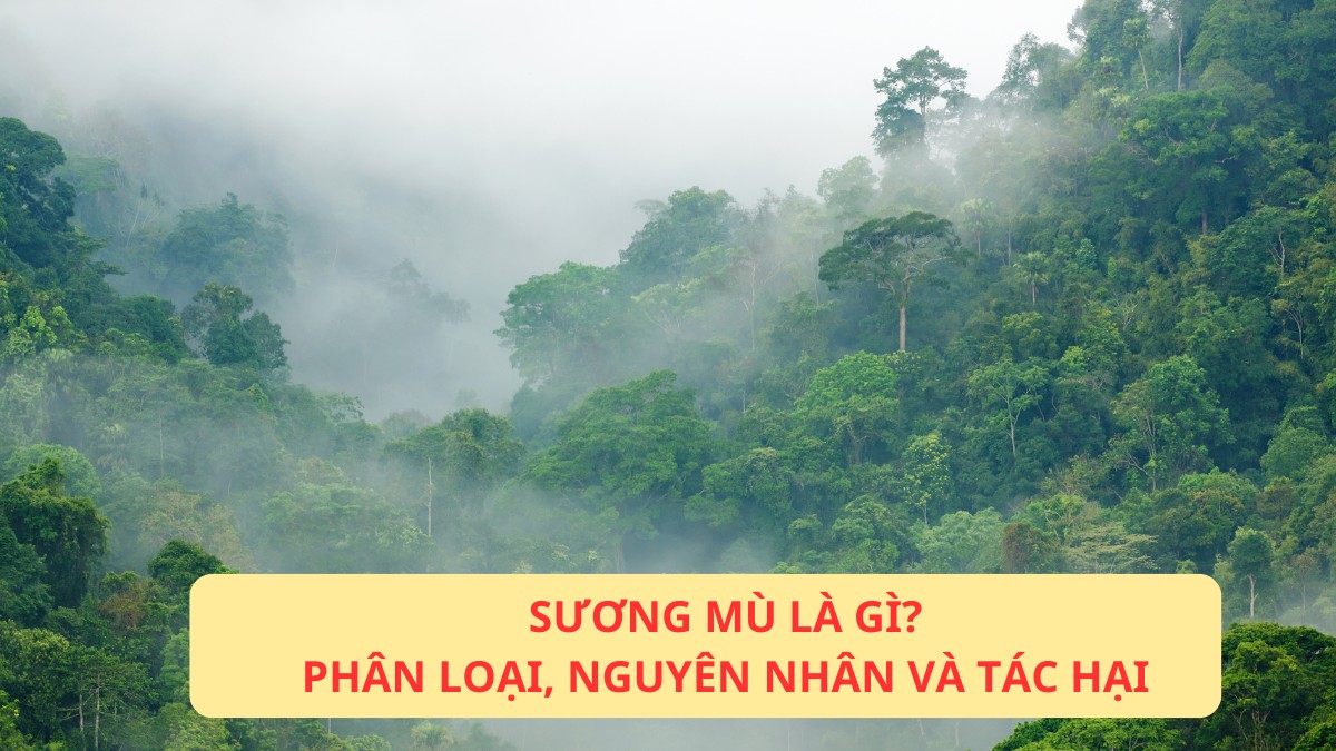 Hiện tượng sương mù là gì?